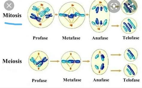 describe cada una de las fases de la mitosis y un dibujo para cada una ...