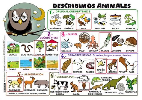 Describir animales   Actiludis  varios formatos  | Descripcion de ...