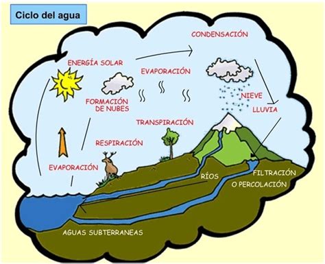 Descripcion del ciclo del agua para niños   Imagui