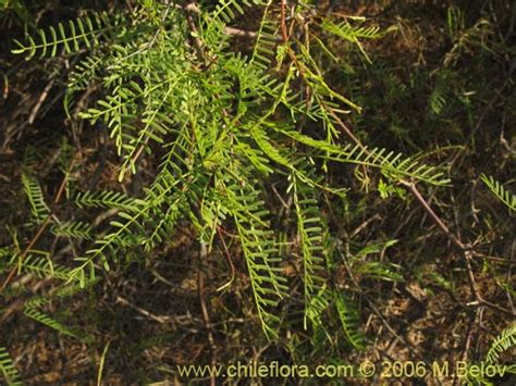 Descripción e imágenes de Prosopis flexuosa   , una planta ...