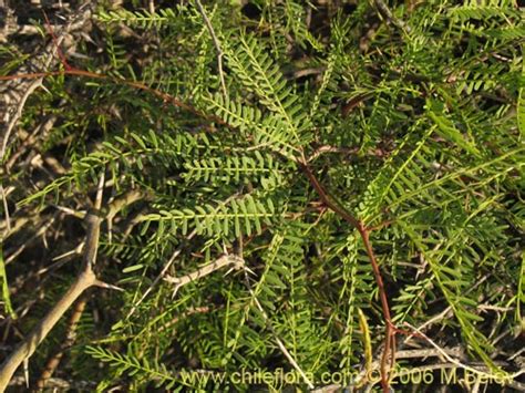 Descripción e imágenes de Prosopis flexuosa   , una planta ...