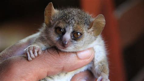 Descubiertas en Madagascar 3 nuevas especies de lémures ratón