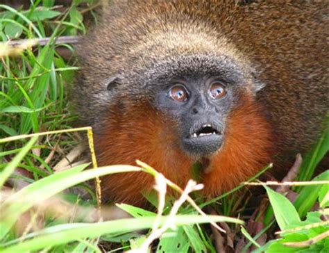 Descubiertas más de 400 nuevas especies en el Amazonas en últimos ...