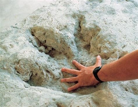 Descubierto un cementerio de fósiles de 220 millones de años en Argentina
