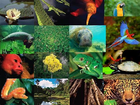 Descubra 30 Curiosidades sobre a Belíssima Amazônia