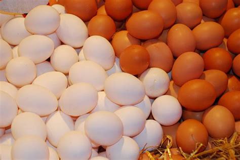 Descubra cuál es el color de los huevos que contienen más nutrientes ...