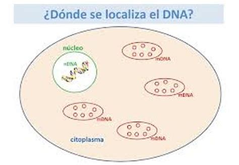 Descubra Donde se Encuentra el ADN en el Cuerpo