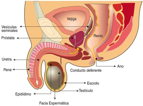 Descubra las causas del cáncer de próstata y su cura con ...