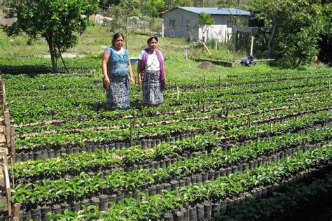 ¡Descubramos Guatemala!: La economía de Guatemala
