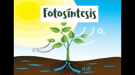 ¡Descubre cómo es el proceso de la fotosíntesis! Ejemplos ...