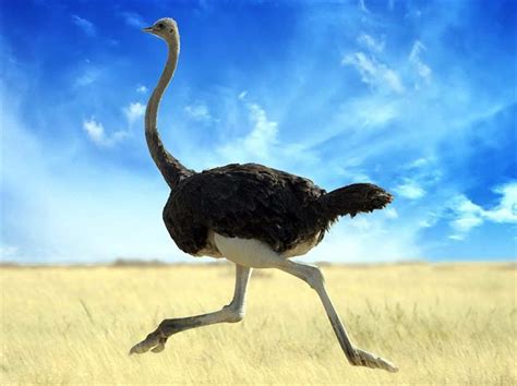 Descubre la importancia de las avestruces en la producción ...