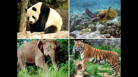Descubre las 16 especies que están en peligro de extinción | RPP Noticias
