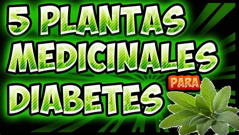 Descubre las 5 plantas medicinales para la diabetes   YouTube