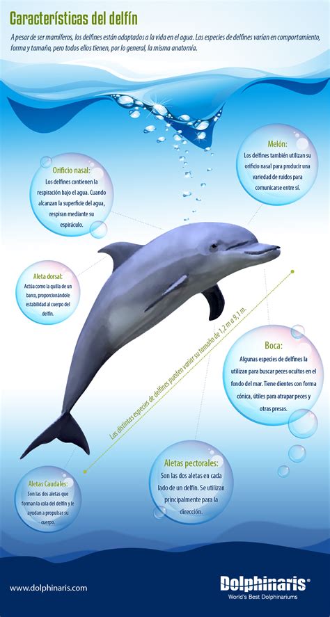 ¡Descubre las características de los delfines, las ...