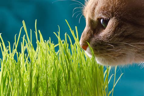 ¡Descubre las plantas tóxicas para los gatos!   Blog