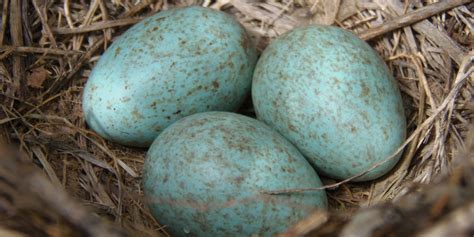 Descubre los huevos azules: con menos colesterol y más yema | Europa FM