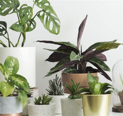 Descubre nuestro catalogo de plantas de interior   Fronda