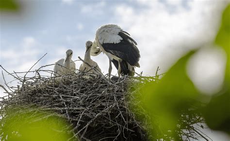 Descubre por qué las aves comenzaron a hacer nidos