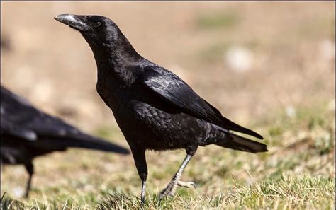 Descubre todo sobre el corvus corone, un ave dominante