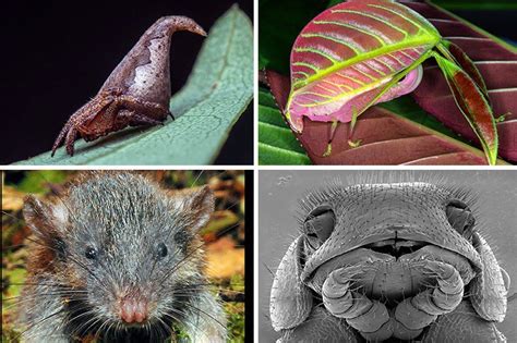 Descubren 20.000 nuevas especies en 2016