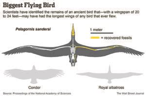 Descubren al ave voladora más grande de la historia – NeoTeo