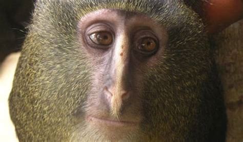 Descubren al lesula, una nueva especie de mono africano ...