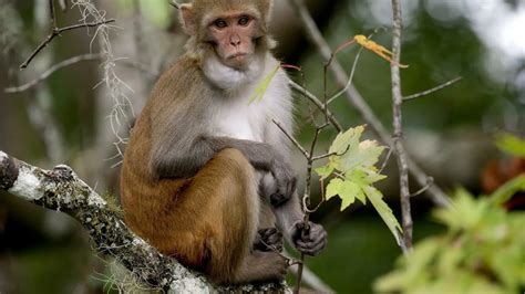 Descubren científicos que los monos macacos desarrollan inmunidad a ...