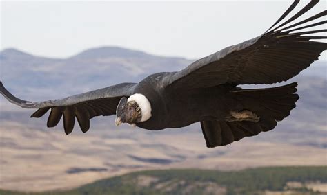 Descubren cómo el corpulento cóndor andino logra volar más de 170 ...