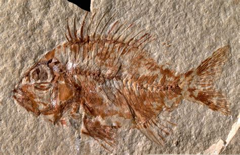 Descubren el fósil de un pez que vivió hace 95 millones de años en ...
