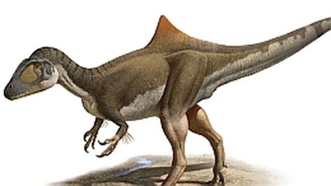 Descubren el primer dinosaurio con joroba del mundo