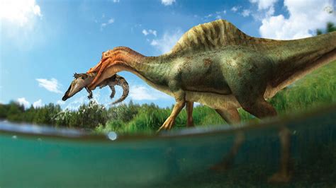 Descubren el primer dinosaurio espinosaurio de la ...