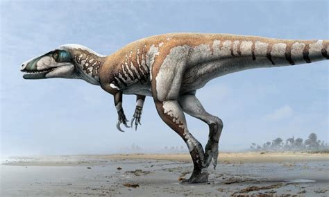 Descubren en Australia un nuevo y gran dinosaurio carnívoro