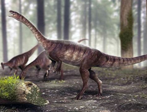 Descubren en Brasil el dinosaurio de cuello largo más antiguo del mundo ...