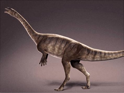 Descubren en Brasil restos de dinosaurio de cuello largo más antiguo ...