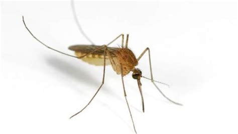 Descubren en China el mosquito más grande del mundo