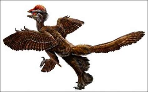 Descubren las aves más antiguas: tenían cuatro pares de alas como ...