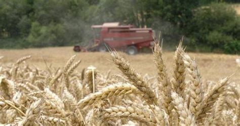 Descubren las variedades mejoradas de trigo que más resisten al calor ...