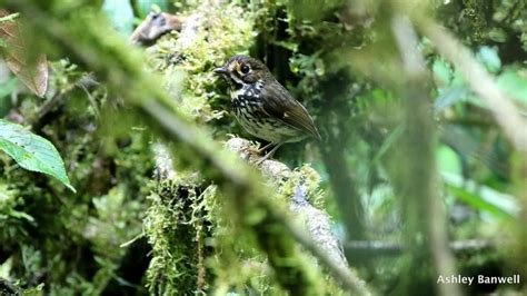 Descubren nueva ave nativa de Colombia | PalabrasClaras.mx