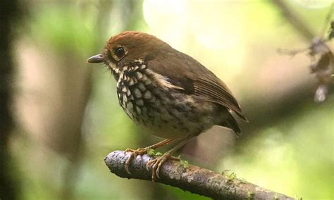 Descubren nueva ave nativa de Colombia – Frontal Noticias