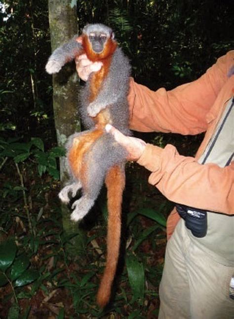Descubren nueva especie de mono en la selva amazónica