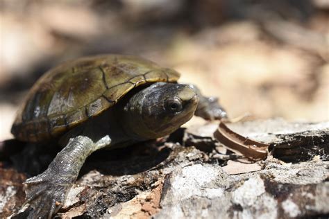 Descubren nueva especie de tortuga en México   José Cárdenas