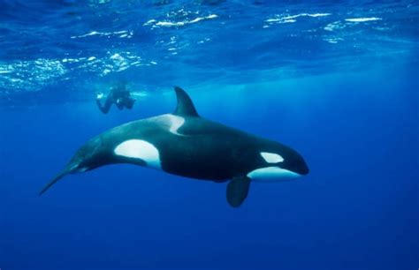 Descubren nueva y misteriosa subespecie de orca en el sur ...