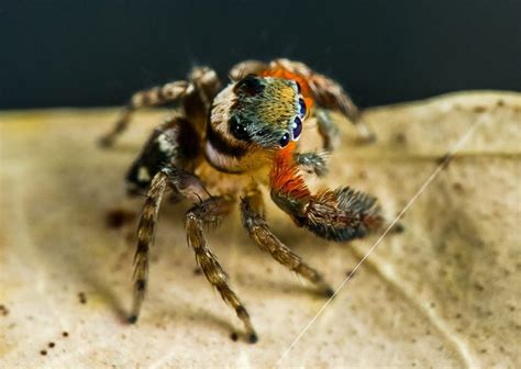Descubren nuevas especies de diminutas arañas saltarinas ...