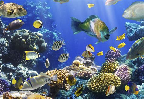 Descubren nuevas especies marinas exóticas   QS Noticias