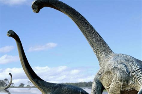 Descubren nuevo dinosaurio hervíboro de cuello largo   La Tercera