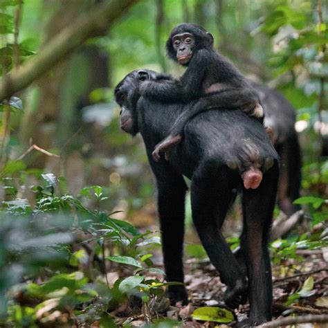 Descubren por qué los monos no hablan y los humanos sí