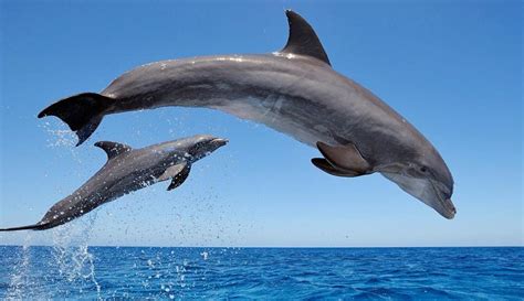 Descubren que los delfines no necesitan de sus madres para ...