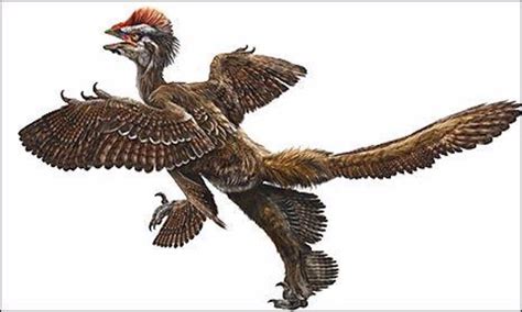 Descubren un dinosaurio con cuatro alas clave en la evolución de las aves