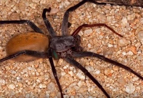 Descubren un nuevo tipo de araña gigante venenosa en México