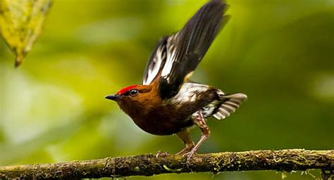 Descubren un pájaro africano que canta con las alas noticiasempresariales